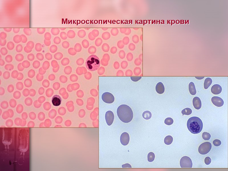 Микроскопическая картина крови